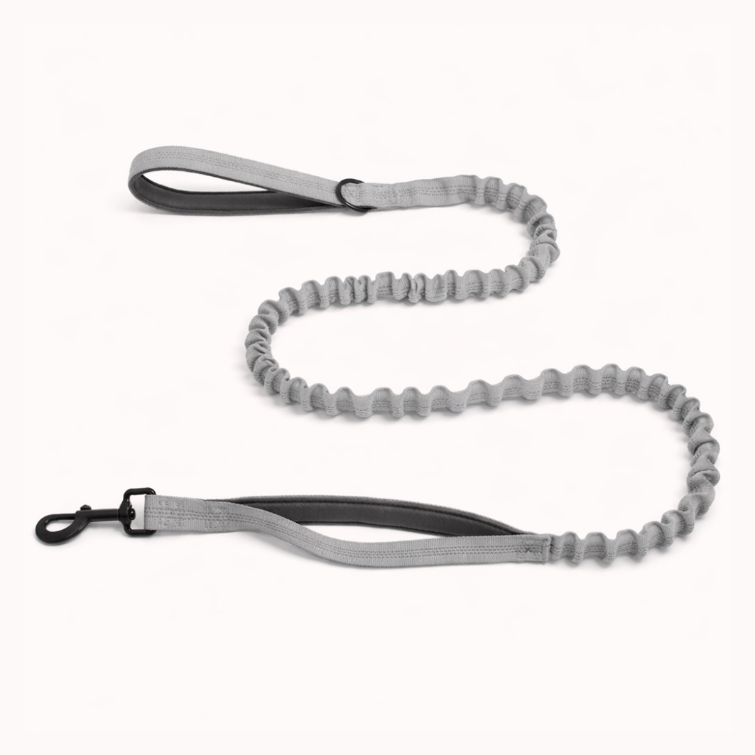 🎁 Laisse élastique SENIUM offerte